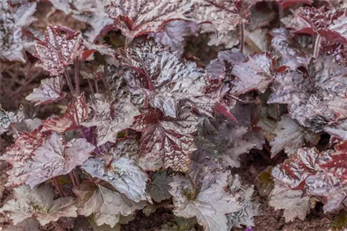 Garten-Silberglöckchen - Heuchera micrantha 'Rachel'