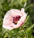 Orientalischer Garten-Mohn - Papaver orientale 'Royal Wedding'