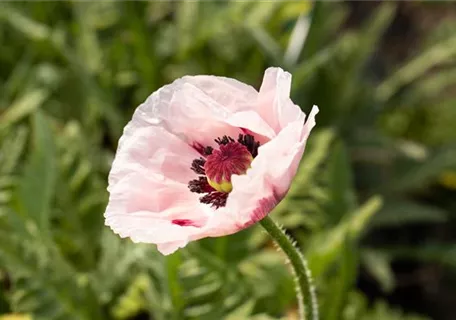 Papaver orientale 'Royal Wedding' - Orientalischer Garten-Mohn