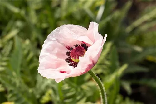 Orientalischer Garten-Mohn - Papaver orientale 'Royal Wedding'