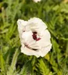 Orientalischer Garten-Mohn - Papaver orientale 'Royal Wedding'