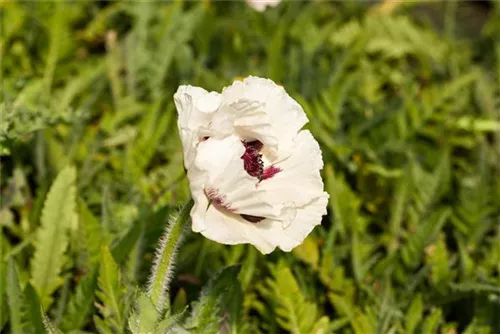 Orientalischer Garten-Mohn - Papaver orientale 'Royal Wedding'