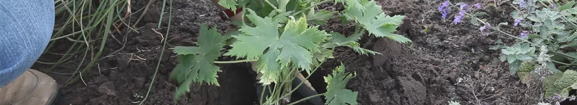 Rittersporn - Einpflanzen im Garten