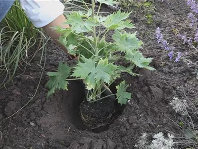 Rittersporn - Einpflanzen im Garten