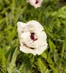 Orientalischer Garten-Mohn - Papaver orientale 'Royal Wedding'