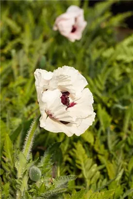 Orientalischer Garten-Mohn - Papaver orientale 'Royal Wedding'