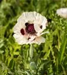 Orientalischer Garten-Mohn - Papaver orientale 'Royal Wedding'