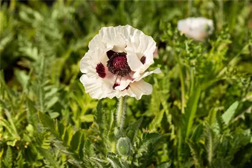 Orientalischer Garten-Mohn - Papaver orientale 'Royal Wedding'