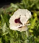 Orientalischer Garten-Mohn - Papaver orientale 'Royal Wedding'