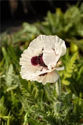 Orientalischer Garten-Mohn - Papaver orientale 'Royal Wedding'