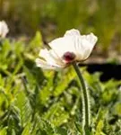 Orientalischer Garten-Mohn - Papaver orientale 'Royal Wedding'