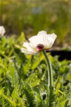 Orientalischer Garten-Mohn - Papaver orientale 'Royal Wedding'