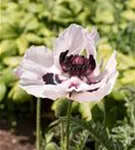 Orientalischer Garten-Mohn - Papaver orientale 'Royal Wedding'