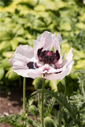 Orientalischer Garten-Mohn - Papaver orientale 'Royal Wedding'