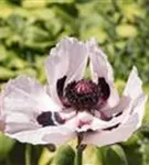 Orientalischer Garten-Mohn - Papaver orientale 'Royal Wedding'