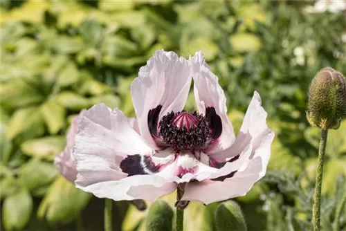 Orientalischer Garten-Mohn - Papaver orientale 'Royal Wedding'