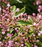 Berglorbeer - Kalmia latifolia