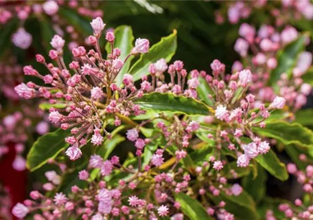 Kalmia latifolia - Berglorbeer