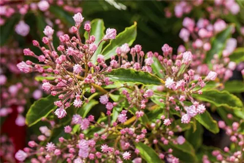 Berglorbeer - Kalmia latifolia