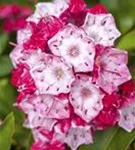 Berglorbeer - Kalmia latifolia