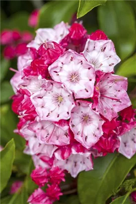 Berglorbeer - Kalmia latifolia