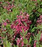 Berglorbeer - Kalmia latifolia