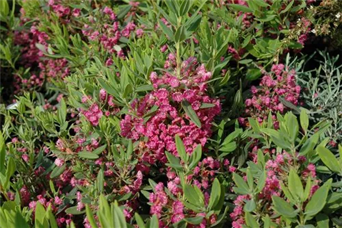 Berglorbeer - Kalmia latifolia