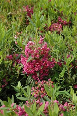 Berglorbeer - Kalmia latifolia