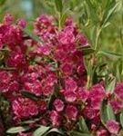 Berglorbeer - Kalmia latifolia