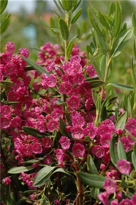 Berglorbeer - Kalmia latifolia