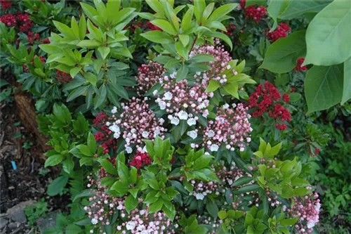 Berglorbeer - Kalmia latifolia