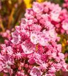 Berglorbeer - Kalmia latifolia