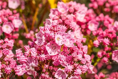 Berglorbeer - Kalmia latifolia