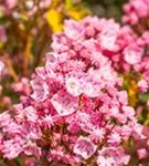 Berglorbeer - Kalmia latifolia