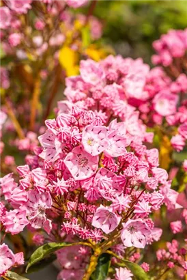 Berglorbeer - Kalmia latifolia