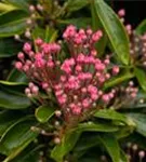 Berglorbeer - Kalmia latifolia