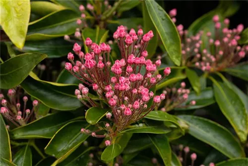 Berglorbeer - Kalmia latifolia