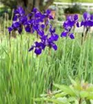 Bartlose Wiesen-Schwertlilie - Iris sibirica