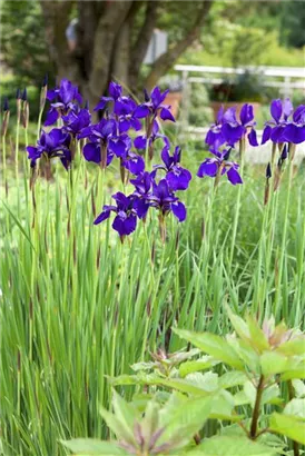 Bartlose Wiesen-Schwertlilie - Iris sibirica