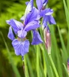 Bartlose Wiesen-Schwertlilie - Iris sibirica