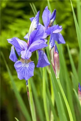 Bartlose Wiesen-Schwertlilie - Iris sibirica