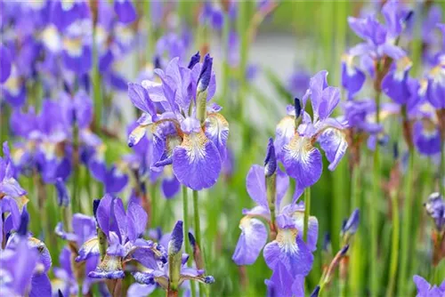 Bartlose Wiesen-Schwertlilie - Iris sibirica