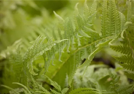 Matteuccia struthiopteris - Europäischer Straußenfarn