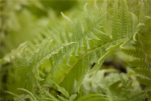 Europäischer Straußenfarn - Matteuccia struthiopteris