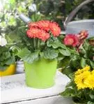 Stauden-Gerbera, orange - Gerbera 'Garvinea', orange