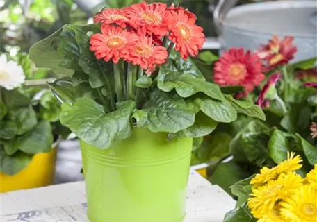 Gerbera 'Garvinea', orange - Stauden-Gerbera, orange