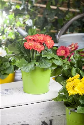 Stauden-Gerbera, orange - Gerbera 'Garvinea', orange