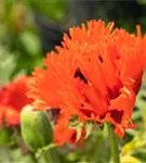 Orientalischer Garten-Mohn - Papaver orientale 'Türkenlouis'