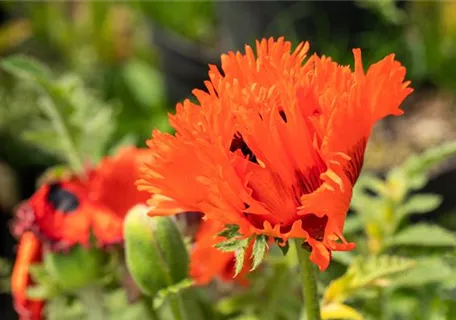 Papaver orientale 'Türkenlouis' - Orientalischer Garten-Mohn