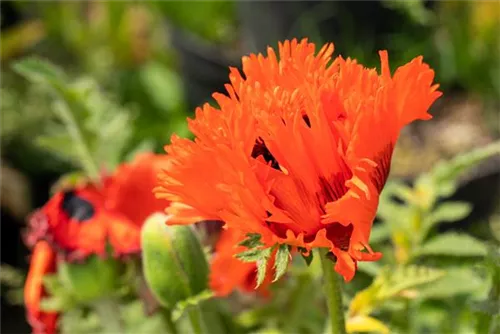 Orientalischer Garten-Mohn - Papaver orientale 'Türkenlouis'